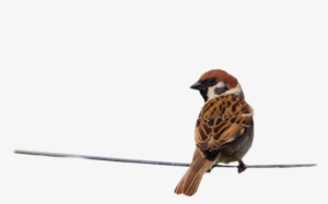 Pajaros Gifs Imagenes - Wünsche Für Eine Gute Woche #2877192