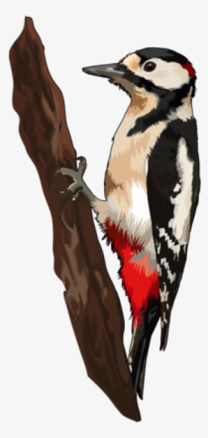 Pico Picapinos - Pajaro Carpintero Png #2877261