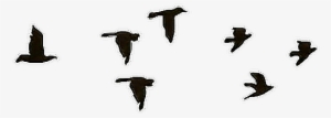 Pajaros Aves Tatuaje Hipster Negro - Imagenes Png En Movimiento #2877387