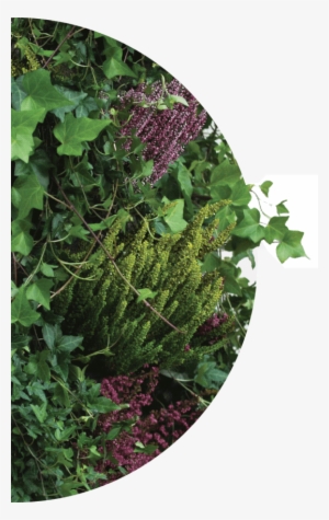 Is It Worth It - Leaf Vegetable #2877394