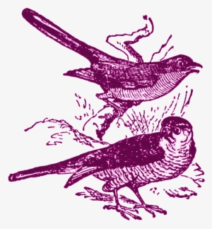 Imagenes De Aves, Pájaros, Gallos, Patos Y Aguilas - Illustration #2877395