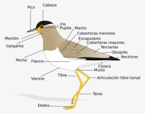 Anatomy Of A Bird #2877418 Anatomy Of A Bird #2877418