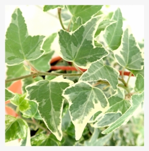 Common Ivy #2877420 Common Ivy #2877420