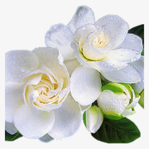 Related Wallpapers - Gardenya Sabun Ve Kokulu Taş Esansı #2877800