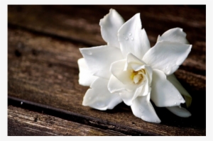 Gardenia - Frangipani #2877941