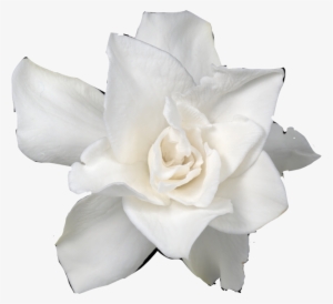 Ftstickers Flower Gardenia Freetoedit - Gardenia #2878035