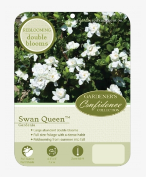 Plant Profile - Gardenia #2878088