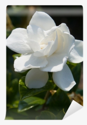 Fragrance Oil #2878258