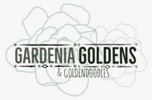 Gardenia Goldens-3 - Portable Network Graphics #2878288