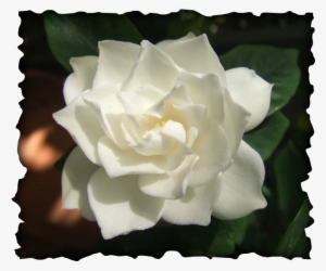 Gardenia - Gardenia Flower #2878407
