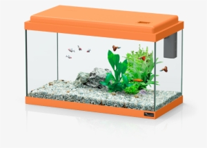 Funny Fish - Aquatlantis Funny Fish 50 #2878719