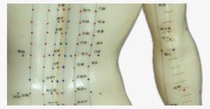 Los Puntos De Acupuntura - Muñeco De Acupuntura Png #2880709