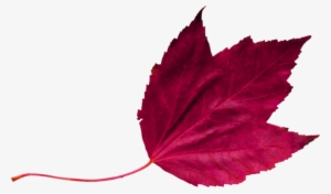 Red Leaf 2 - Maroon Leaf Png #2881800