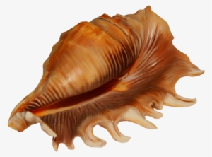Conch Transparent Png Image - Ракушка Клипарт На Прозрачном Фоне #2881849