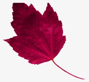 Red Leaf 1 - Maple #2881851