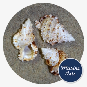 Conch Curly Large 7-9cm - Conch #2881948