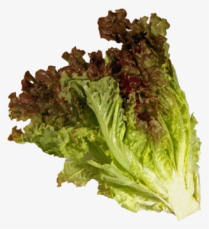 Red Leaf Liner Two Dozen - Red Leaf Lettuce Tender Fresh Produce Fruit Vegetables #2881968