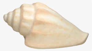 Conch Shell Biodegradable Urn - Urn #2882055