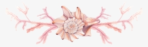 Pink Conch Png Transparent - Sea #2882098 Pink Conch Png Transparent - Sea #2882098