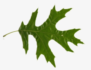 Quercus Rubra - Red Oak Leaf #2882119