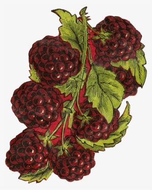 One Blackberry Fruit Png Download - Fruit #2883654