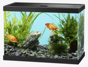 Aquarium Png - Ciano Aqua 15 #2883823