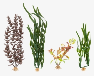 Ml90542 - Transparent Background Aquarium Plants Png #2883925