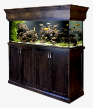 Aquarium Services - Aquarium #2883928