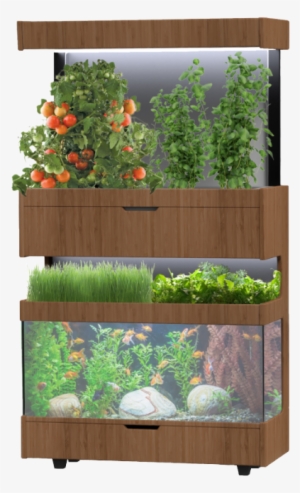 Grove Fish Tank - Grove Ecosystem #2883980