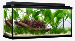 Get On Your Way To Becoming A True Aquarist By Introducing - Fluval 55 Gallon Premium Aquarium Kit Review #2884003