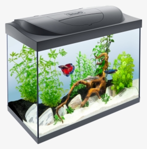 80l Aquarium #2884484