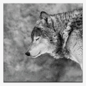 02ph Let It Snow - Wolf Pic Black And White #2884810 02ph Let It Snow - Wolf Pic Black And White #2884810