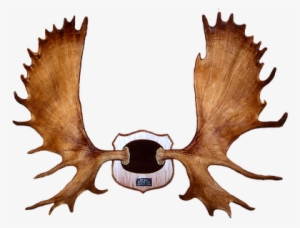 Moose Antler Clip Art #2885735