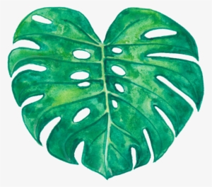 Monstera Deliciosa #2886065