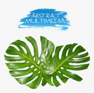 Share This Image - Monstera Leaves #2886114