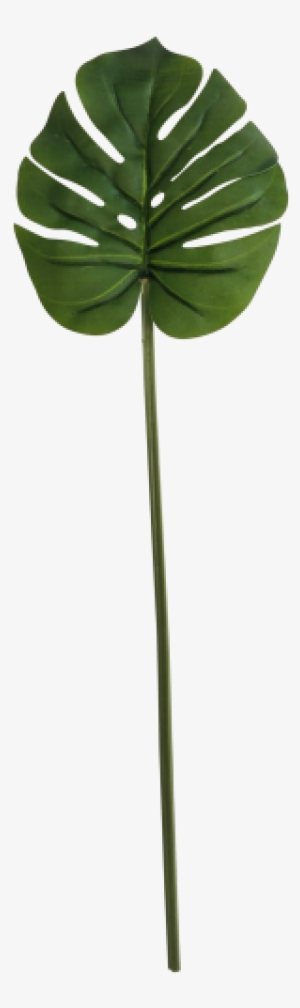 Monstera Leaf Stem 60cm - Plant Stem #2886165