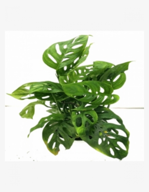 Monstera Obliqua Plant With Fertilizer & Plate Free - Monstera Obliqua #2886276