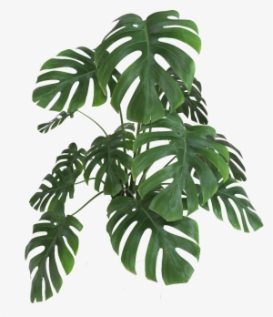 Planta - - Planta Monstera Png #2886301