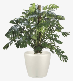 Swiss Cheese Plant - Split Leaf Philodendron #2886380