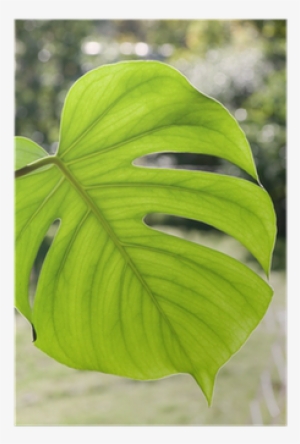 Swiss Cheese Plant #2886404