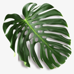 Anjelah Johnson-reyes Was Born And Raised In San Jose, - Obraz Jungle 006 40 X 52 Cm #2886406