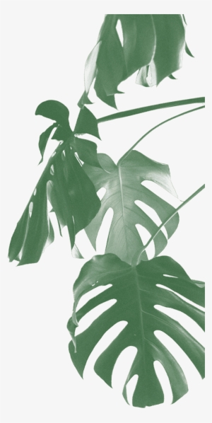 #1 - Swiss Cheese Plant #2886449