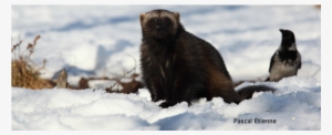 The Wolverine Is The Largest Terrestrial Member Of - Ecology #2886810