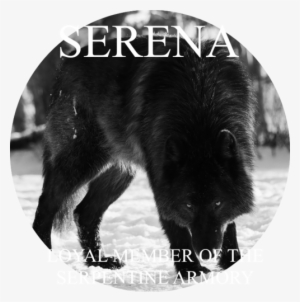 Siggy - - Black Wolf Sad #2886871 Siggy - - Black Wolf Sad #2886871