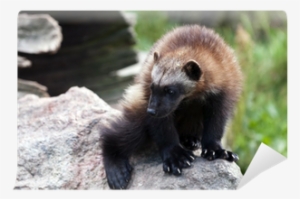 Wolverine #2886913