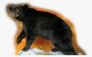 Slide0 Slide1 Slide2 Slide3 - American Black Bear #2887539