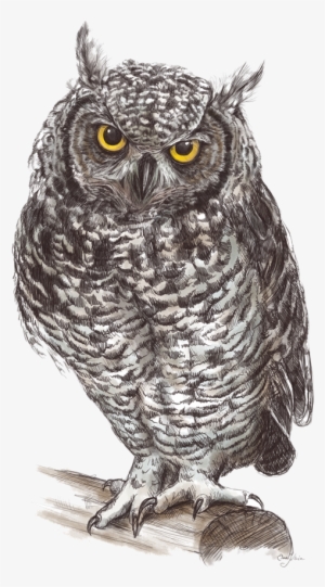 Owl Hd Clipart Png - Png Owls #2888149