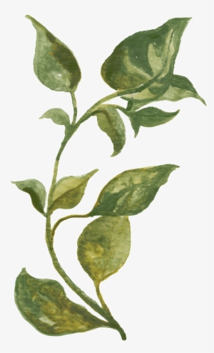 Green Vine Transparent Decorative - Herb Prints #2888187