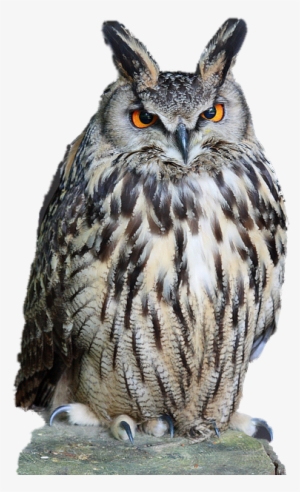 Owl Download Png - Owl Png #2888250