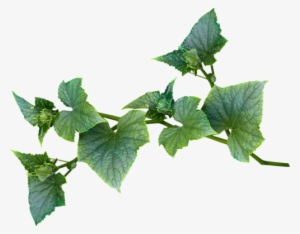 Faerie Blue Green Vine - Leaf Vines #2888338